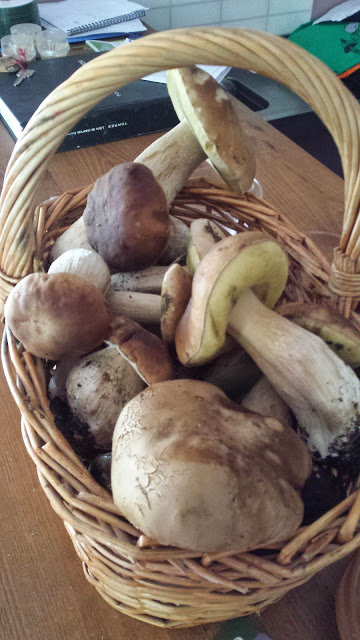 Setas silvestres en Guadalajara