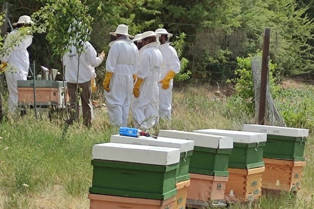 Apiario albergue rural Barbatona