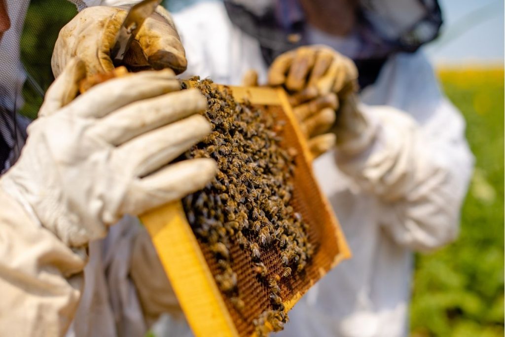 apicultor del apiario Albergue rural Barbatona