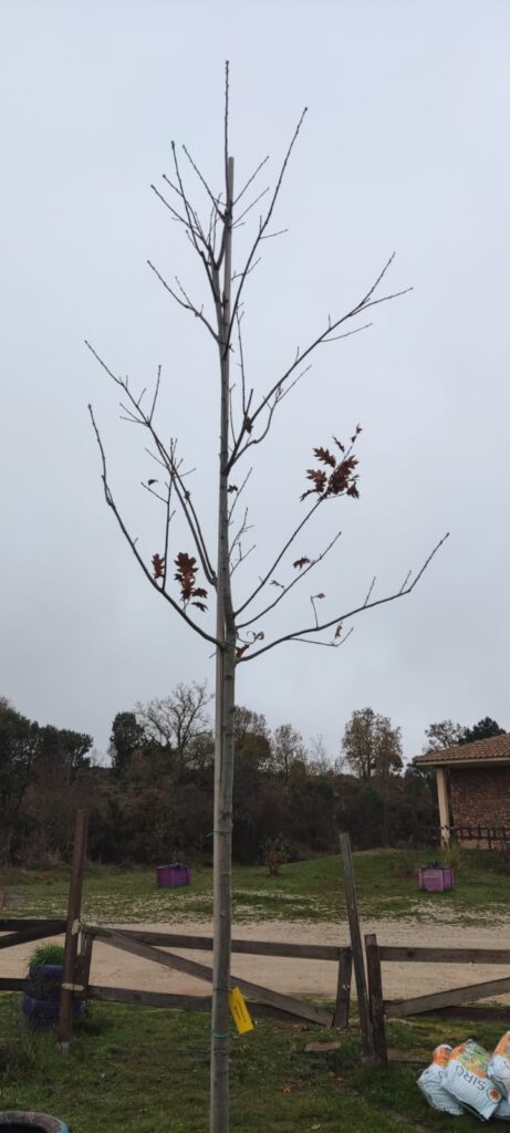 -ayudamos a preservar el medio ambiente con la plantacion-de-arboles