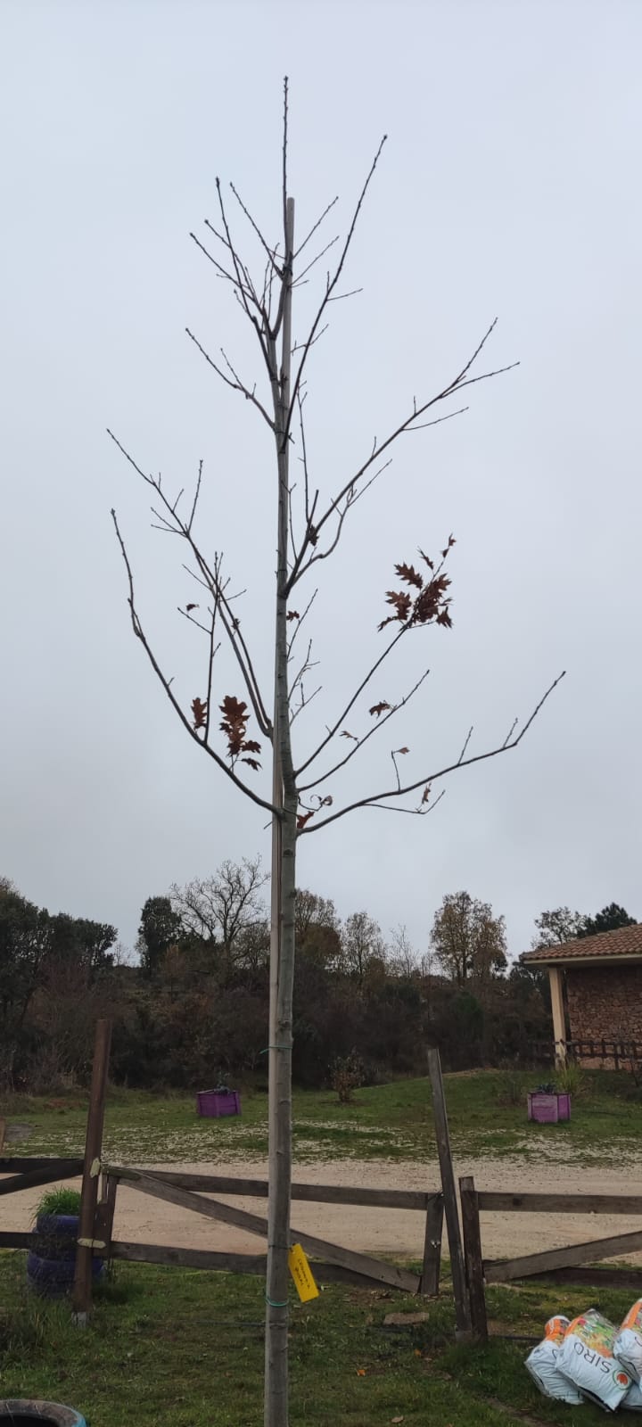 -ayudamos a preservar el medio ambiente con la plantacion-de-arboles
