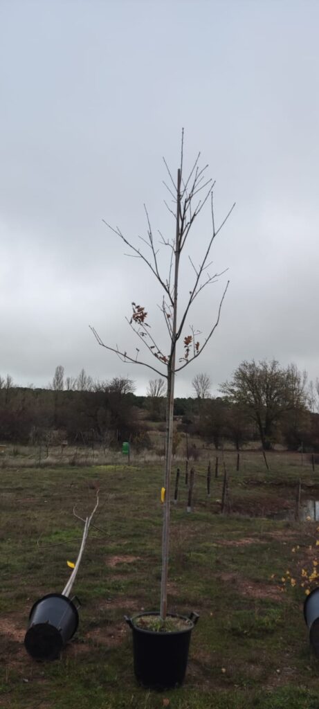 Contribuimos a preservar el medio ambiente plantando árboles autóctonos